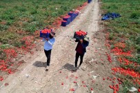 Domateste 100 Bin Ton Rekolte Bekleniyor