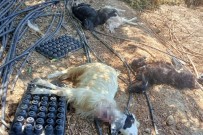 Gazipasa'da Bahçeye Giren Kurt Hayvanlari Telef Etti