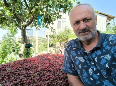 Kahramanmaras'ta Üretilen Kiraz Bahçede 27.5 Markette 60 Lira