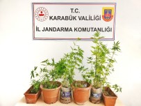 Ormanlik Alanda Kenevir Eken Sahis Tutuklandi