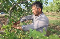 Siirt Fistiginin Asilama Dönemi Basladi Haberi