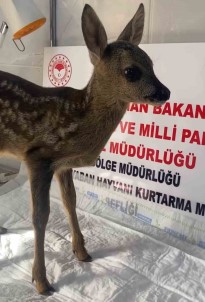 Yavru Karaca Sinop'ta Tedavi Altina Alindi