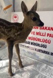Yavru Karaca Sinop'ta Tedavi Altina Alindi Haberi