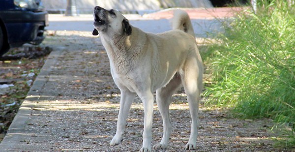 Hamza Dağ: Başıboş köpek sorunuyla ilgili adımlar atacağız