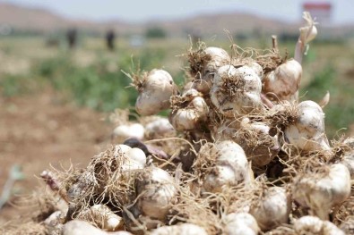 Aksaray'in Organik Sarimsaklari Rusya Ve Almanya Yolunda