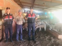 Jandarma Kaybolan Koyunlari Dron Ile Buldu