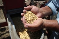 Adana'da Hasadin Tamamlandigi Arazilerde Ikinci Ürün Çalismalari Basladi