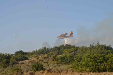Didim'deki Yanginda 50 Dekar Alan Zarar Gördü