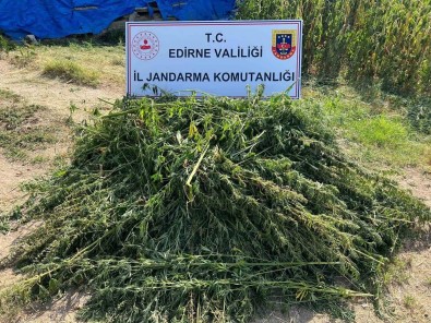 Edirne'de 5 Bin 950 Kök Kenevir Yakalandi