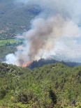 Sinop'ta Orman Yangini Haberi