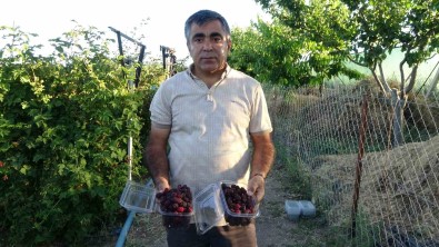 3 Yil Önce Evinin Bahçesinde Hobi Olarak Basladi, Simdi Taleplere Yetisemiyor