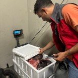 Mentese Otogari'nda 45 Kilo Mensei Belirsiz Et Ürünü Ele Geçirdi