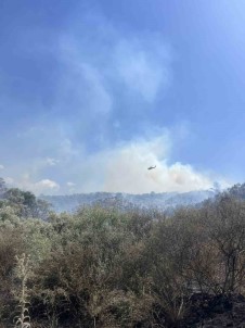 Söke'de Çikan Yanginda 120 Dönüm Zeytinlik Yandi