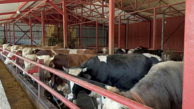 Bakanliktan Aldigi Destekle Hayvan Sayisini 4'E Katladi