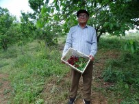 Meyve Bahçesinin Bakimini Tek Basina Yapiyor