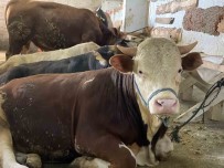 Rize'de Kurbanliklar Alicilarini Bekliyor