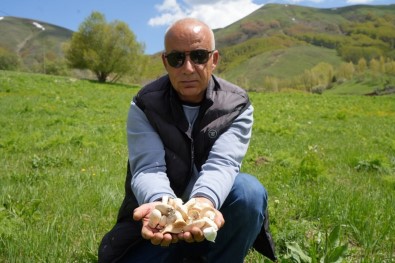 Bayburt'ta Protein Deposu Mantarin Ve Bin Bir Derde Deva Çasir Otunun Zorlu Mesaisi