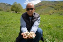 Bayburt'ta Protein Deposu Mantarin Ve Bin Bir Derde Deva Çasir Otunun Zorlu Mesaisi