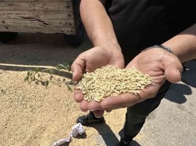 Eskisehir'de Yilin Ilk Mahsulü Kadin Çiftçiden