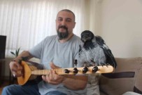 Evinde Besledigi Yavru Kargaya Özel Saz Konseri Veriyor