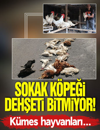 Sokak köpeği dehşeti bitmiyor! Kümes hayvanları telef oldu