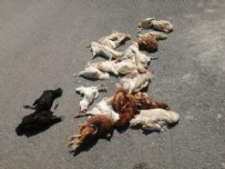 Sokak köpeği dehşeti bitmiyor! Kümes hayvanları telef oldu