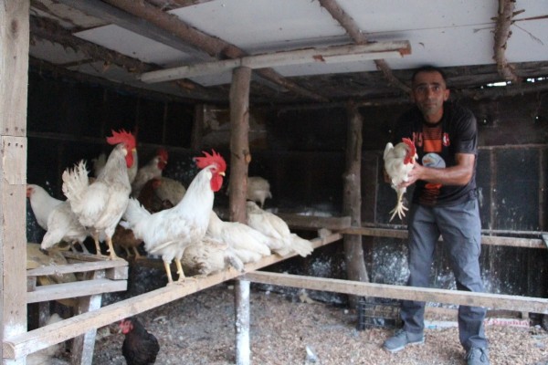 Sokak köpeği dehşeti bitmiyor! Kümes hayvanları telef oldu