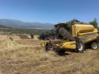 Kisin Bol Yagis Alan Hatay'da Bereketli Bugday Hasadi