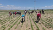 Mevsimlik Tarim Isçileri Ekmek Parasi Için Ter Döküyor