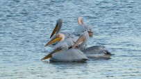 Pelikanlar Kars Baraj Gölü'nü Mesken Tuttu