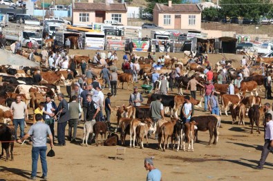 Diyarbakir'da 115 Bin Hayvan Kurbanlik Için Satisa Hazir