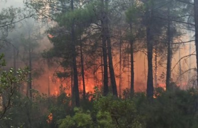 Arazide Çikan Yangin Ormana Siçradi, 25 Dekar Alan Yandi