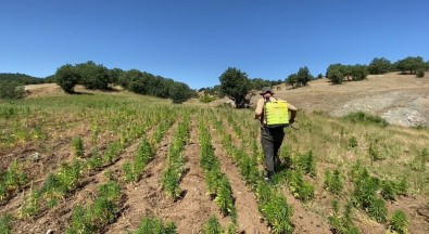 Diyarbakir'da Narko-Terör Operasyonu Açiklamasi 2 Milyon 67 Bin 550 Kenevir Bitkisi Ele Geçirildi