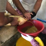 Elazig'da Yilin Ilk Sazan Baligi Yumurta Sagimi Gerçeklestirildi