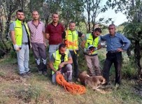 Siirt'te Kuyuya Düsen Çoban Köpegi, ERKUT Ekipleri Tarafindan Kurtarildi