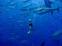 Türkiye'nin Orkinos Avciligi Kotasi Yüzde 3.15'Ten 6.5'In Üzerine Çikti