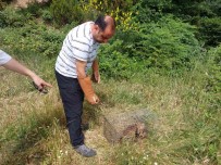 Yalova'da Yerlesim Merkezlerine Inen Tilkiler Dogaya Birakildi Haberi