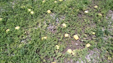 Asiri Sicak Kavun, Karpuz, Biber Ve Domatesleri Yakti