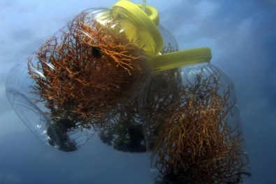 Marmara Denizi'ne Ekilen Mercanlar Iki Kat Gelisim Sagladi Açiklamasi Bölgede Biyoçesitlilik Artiyor