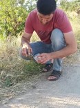 Siirt'te Bir Vatandas, Sicaktan Etkilenen Kaplumbagaya Su Içirdi Haberi