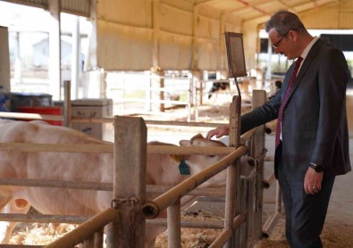 Adana'da 14 Bin Büyükbas, 136 Bin Büyükbas Kurbanlik Satisa Sunuldu