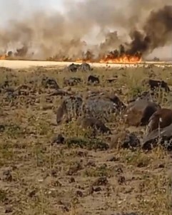 Diyarbakir'da 150 Dönüm Ekili Bugday Kül Oldu