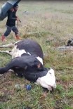 Ardahan'da Yildirim Düstü Açiklamasi 5 Büyükbas Hayvan Telef Oldu