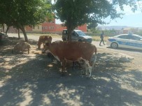 Batman'da Basibos Hayvanlarin Sahiplerine Ceza Kesildi Haberi