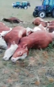 Kars'ta Üzerlerine Yildirim Düsen 10 Hayvan Telef Oldu