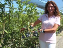 Üzüm Bagini Yaban Mersini Bahçesine Çevirdi