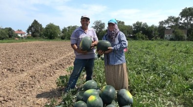 Bafra Ovasi'nda Kavun-Karpuz Hasadi Basladi Açiklamasi Seker Gibi Ürünler Tezgahlarda
