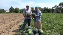 Bafra Ovasi'nda Kavun-Karpuz Hasadi Basladi Açiklamasi Seker Gibi Ürünler Tezgahlarda