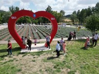 Lavanta Bahçesi Sehrin Gözde Mekani Oldu