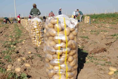Nigde'de Yazlik Patates Ekimi Yüzde 200 Artti